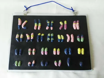 модель анатомии хромосом человека эксперимент по обучению биологии в средней школе ell субмикроскопическое учебное пособие