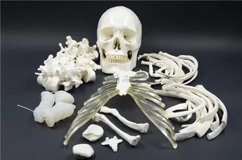 Обучающее моделирование модели костей человеческого тела 170 см имитационная модель скелета в целом скелет